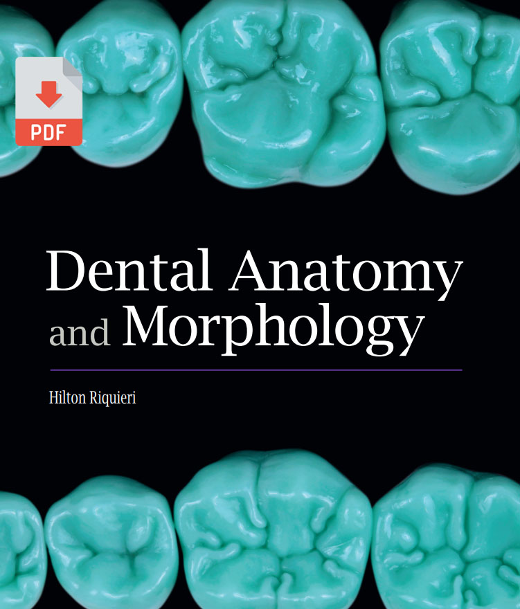 dental anatomy and morphology